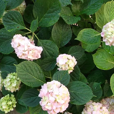 Plavas بيت ضيافة