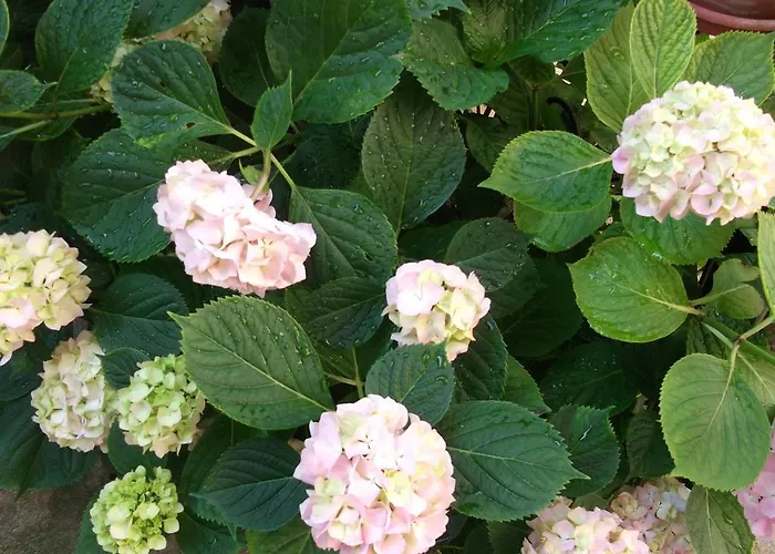 Plavas Affittacamere